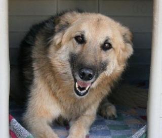 Chucha - die Schäferhund Collie -Mixdame blieb nach dem Tod ihres Halters allei