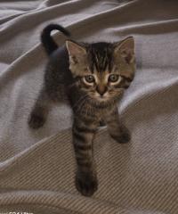Katerchen grau getiegert abzugeben