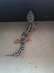 1. 0 Leopardgecko nz25