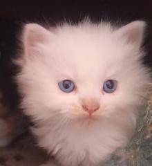Maincoon Mix Kitten Katze Kater Perser