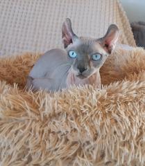 Deckkater, Canadien Sphynx Elf