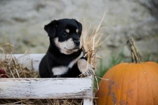 Jack Russel Mix Welpen