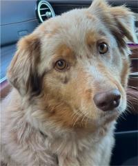 Australian Shepherd