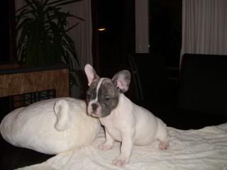 Französische Bulldoggen Baby s zu sofortigen Abgabe