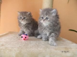 Peser katzenbabys