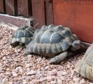 Griechische und maurische Landschildkröte mit Papieren beide männlich in gute Hände zu vergeben