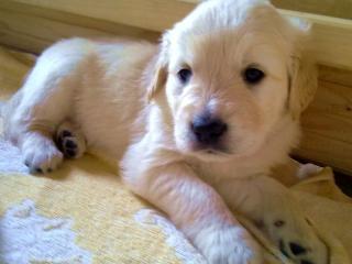AUFGEPASST Reinrassige Golden Retriever Welpen