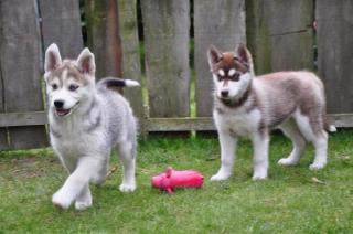 O. S. H. B. G Outstanding Siberian Husky