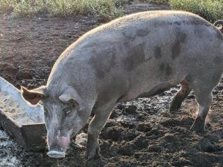 Schwein, Duroc, Pietrain