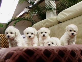 Bichon frise Welpen mit Papieren