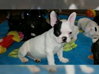 Wunderschöne Französische Bulldogge Welpen mit papieren
