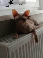 Zwei wunderschöne Sphynx Kater