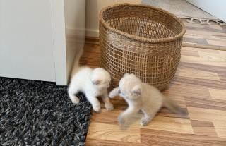 2 BKH/ Scottish Fold Mix Kitten