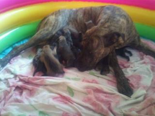 Unsere Alano welpen sind da