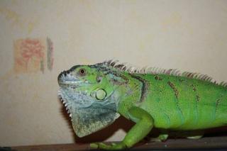 Dringend Grüner Leguan mit Terrarium abzugeben