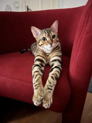 Bengalkater 8 Monate