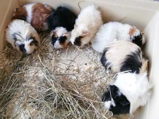 Junge Meerschweine boeckchen glatt, rosetten, Rex, Texel.