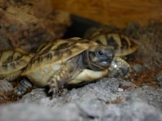 Griechische Landschildkröten