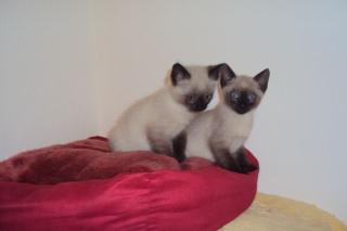 2 süße Babykater siam-rasse suchen ein schönes neues zuhause
