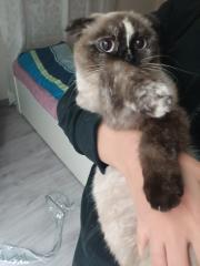Weibliche Katze