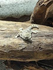 VERKAUF/TAUSCH Skorpionschwanzgecko / Pristurus carteri