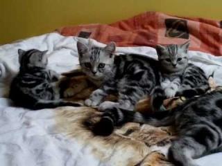 Britisch Kurzhaar BKH silver-tabby und blau