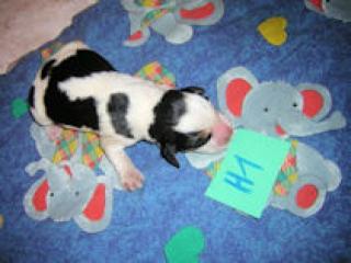BEAGLE WELPEN OHNE PAPIERE