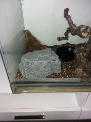 Kleine kornatter Schlange mit Terrarium zu verkaufen