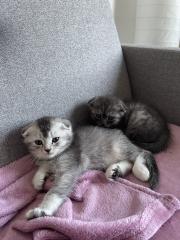 BKH mix Kitten 2 Monaten alt