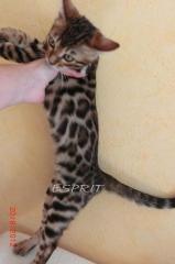 Bengalkitten Kater Bengale Bengal Leoparden Stuben Tiger