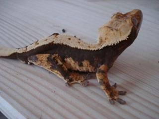 1. 0. 4 Rhacodactylus ciliatus Kronengeckos