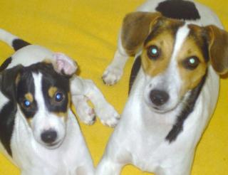 Jack Russel Mix sucht ein zuHause