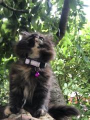 Katze Dori sucht ein liebevolles Zuhause