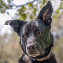 BLACK CONAN - Mischling, männlich, 4 Jahre, 60 cm, 30 kg, Gechipt, Kastriert