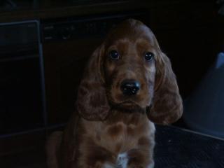 Irish Setter Welpen mit VDH-Papieren abzugeben