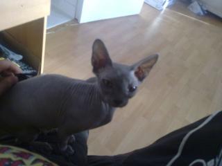 Canadie Sphynx mit Papiren
