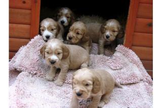 Cocker Spaniel Welpen