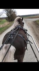 Pony Shetty Hengst Deckhengst gekört