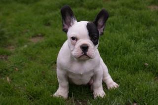 Französische Bulldogge welpen