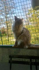 Deckkater Main Coon
