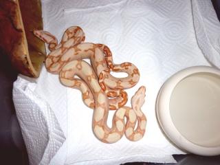 Boa Farbmorphs eigene NZ 2021
