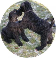 2 Kerry Blue Terrier Welpen Rü -ein Hund der auffällt
