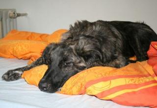 7 Monate alter Bardino -Mix sucht Zuhause