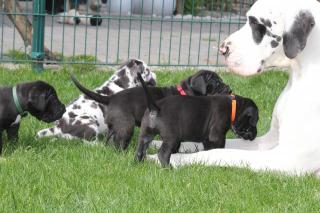 Deutsche Doggenwelpen in gelb und gestromt mit VDH/DDC-Papieren