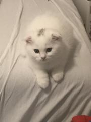 Süße Babykatze sucht neues Zuhause