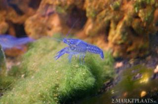 Blaue Florida Krebse Procambarus Alleni