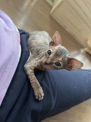 Sphynx Kitten mit Tasthaaren