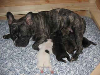 Französische Bully Puppies
