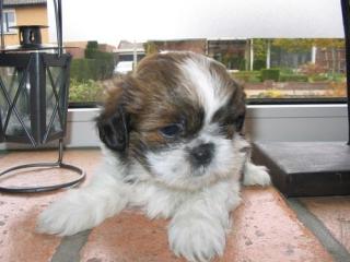 Shih-Tzu Welpe Weibchen sucht ein kuscheliges zu Hause