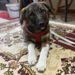 Sandra / Status sucht ein Zuhause